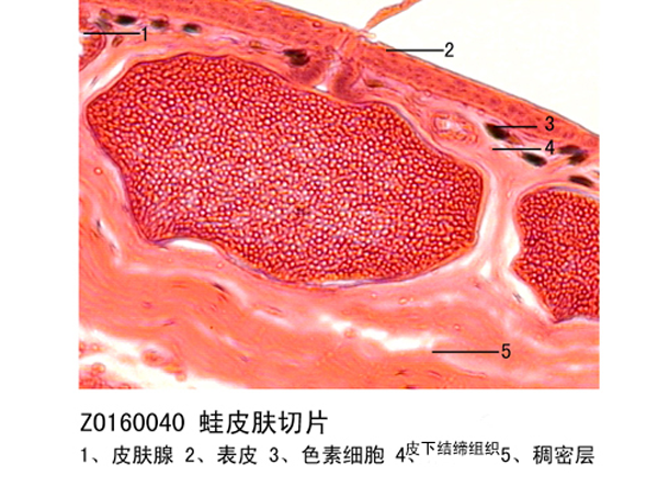 蛙皮膚切片