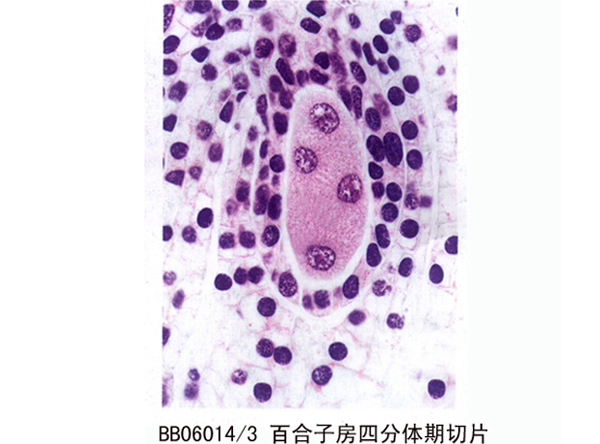 百含子房四分體期切片