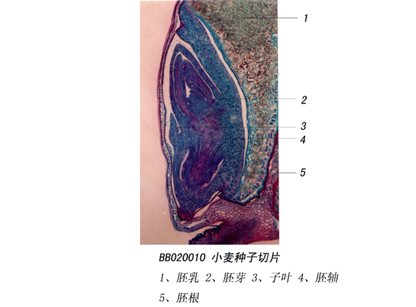 小麥種子切片